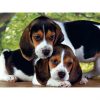 Animale Beagles Close Together Puzzle câine 500 de piese Clementoni