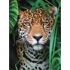 Animale Jaguar Puzzle Clementoni de 500 piese