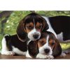 Animale Beagles Close Together Puzzle Clementoni cu 500 de piese cu câine