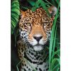 Animale Jaguar Puzzle de 500 piese Clementoni